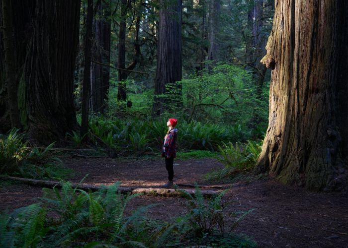 Aprende por qué las sequoias son clave en los ecosistemas forestales y cómo ayudan a la biodiversidad.