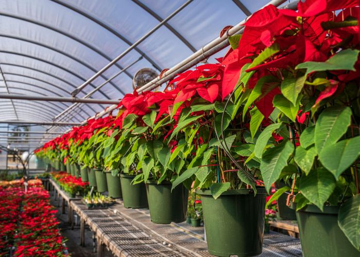 Aprende los mejores trucos para cuidar tu Flor de Pascua y mantener su belleza durante más tiempo.
