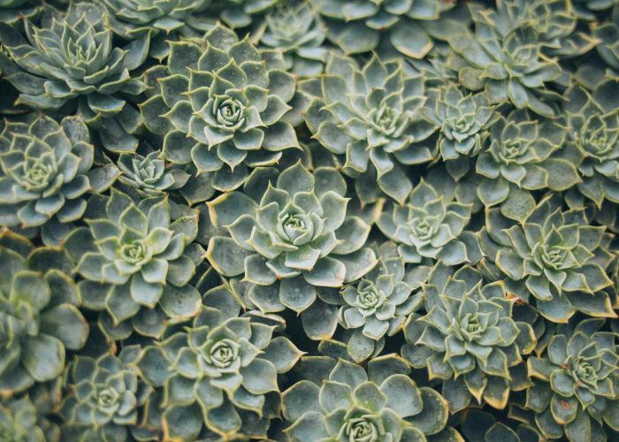 Conoce cómo cultivar y propagar la Echeveria elegans, una suculenta resistente y decorativa para llenar tu hogar de un encanto único.