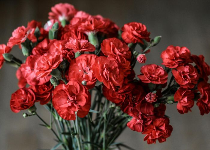 Conoce los secretos del clavel: desde su plantación hasta sus múltiples usos decorativos y medicinales.
