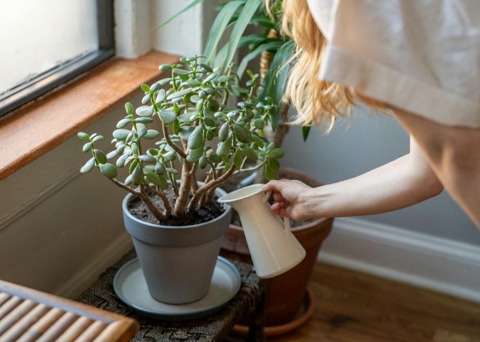 Crassula, una suculenta que combina estilo, resistencia y bajo mantenimiento