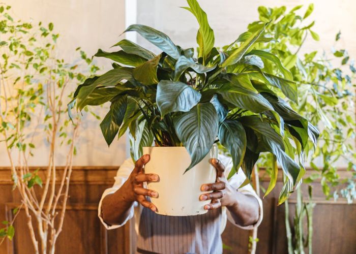 Descubre cómo la planterapia mejora tu bienestar físico y emocional al conectar con la naturaleza.