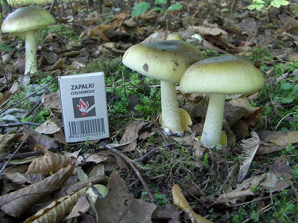 Identificar la Amanita phalloides puede salvar vidas