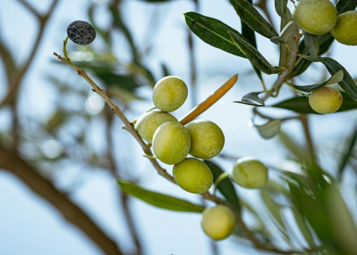 Aprende a cultivar preciosos olivos en macetas y jardín. Disfruta de este árbol milenario en todo tipo de espacio.