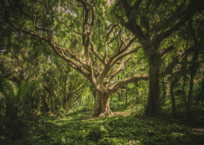 Baño de bosque: Conecta con la naturaleza y mejora tu bienestar