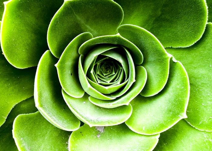 Aeonium: Guía Completa de Cultivo