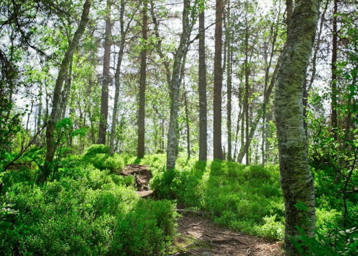 La agricultura regenerativa es un enfoque que busca restaurar y mejorar la salud del suelo y los ecosistemas. A diferencia de la agricultura convencional, este modelo promueve prácticas que fomentan la biodiversidad y la sostenibilidad.