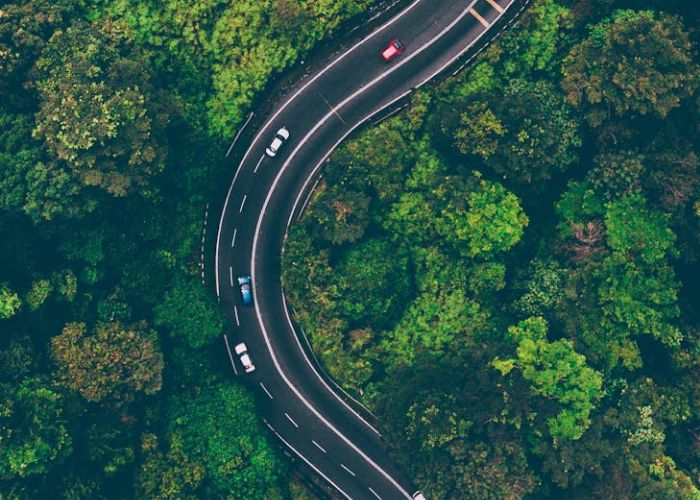 10 árboles autóctonos de la Península Ibérica