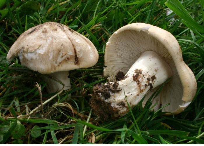 La Calocybe gambosa, también conocida como seta de San Jorge, es un hongo muy apreciado en la gastronomía española. Destaca por su sabor y aroma únicos, convirtiéndola en un manjar buscado en diversas regiones, especialmente en el norte de España.