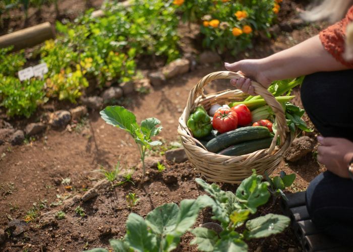La asociación de cultivos en el huerto busca maximizar el uso del espacio y los recursos cultivando diferentes especies de forma conjunta, aprovechando las ventajas que cada planta ofrece.
