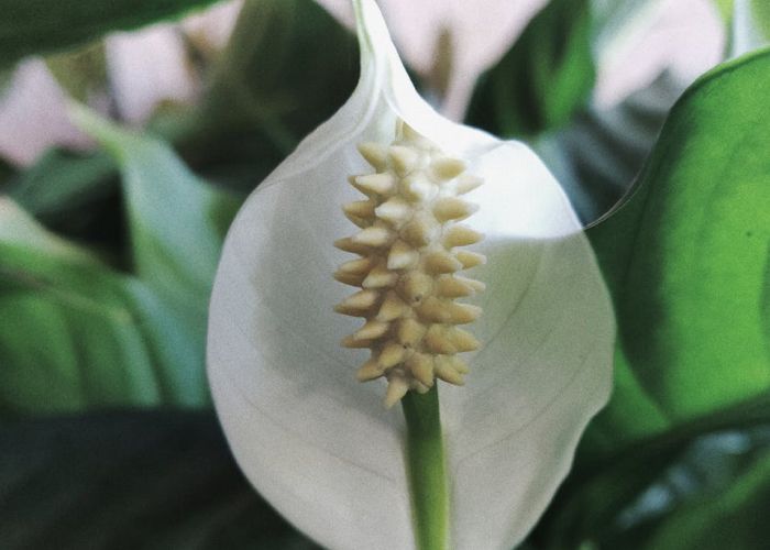 Spathiphyllum: la planta que oxigena tu hogar y purifica el aire