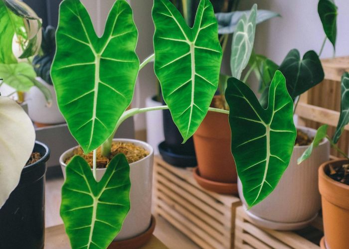 La Alocasia, conocida por su singular belleza, requiere cuidados específicos para prosperar. Sin embargo, muchos propietarios cometen errores comunes que pueden afectar su salud y crecimiento.