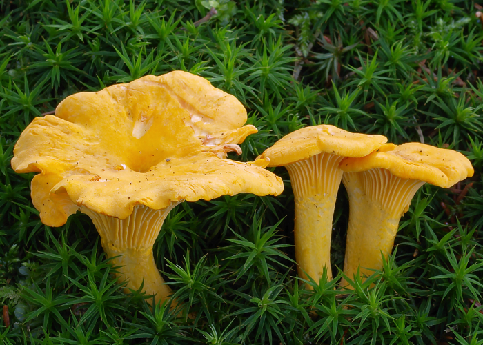El Cantharellus cibarius, conocido como rebozuelo, es un hongo altamente valorado en la gastronomía y la ecología. Su distintiva forma y color lo hacen fácilmente identificable en la naturaleza.