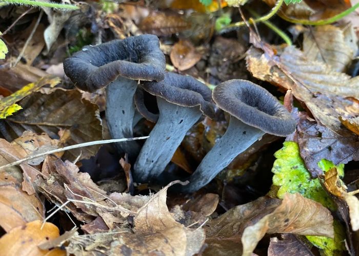 Craterellus cornucopioides, conocido como la trompeta de los muertos, es un hongo comestible valorado por su sabor y su peculiar forma.