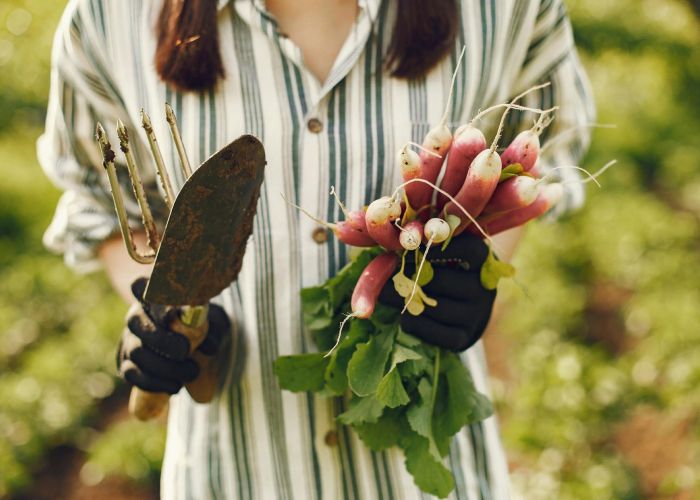 La primavera es un momento ideal para iniciar un huerto. Las temperaturas más cálidas y el aumento de luz solar favorecen el crecimiento de diversas hortalizas, hierbas y flores.