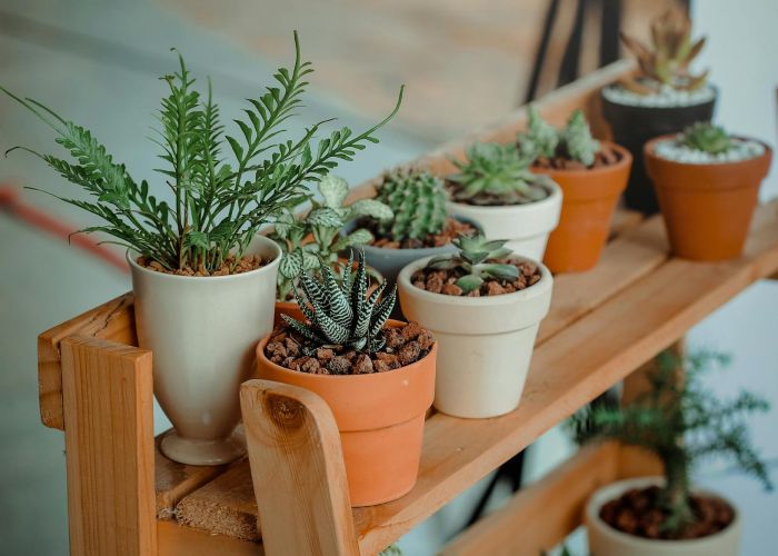 Las plantas de interior son una excelente opción para embellecer y purificar el aire en espacios pequeños.