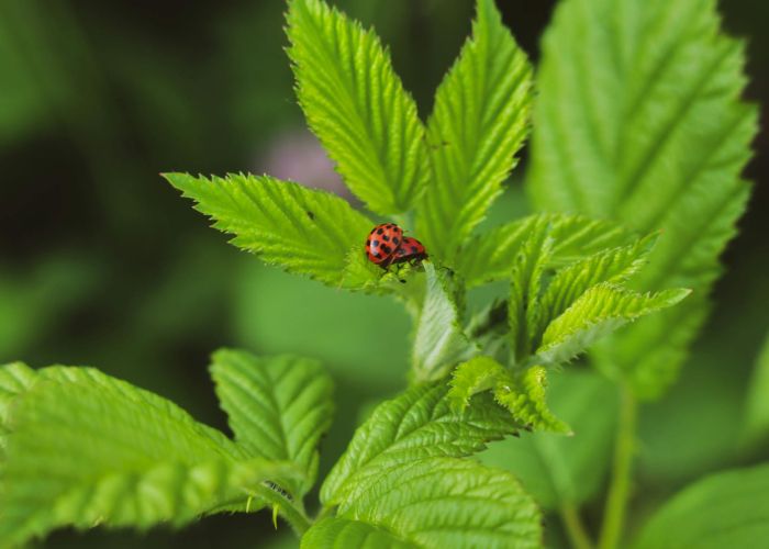Los bosques de alimentos son ecosistemas diseñados para producir alimentos de forma sostenible. Combinan diversas especies vegetales perennes que trabajan en sinergia, imitando la estructura de un bosque natural.