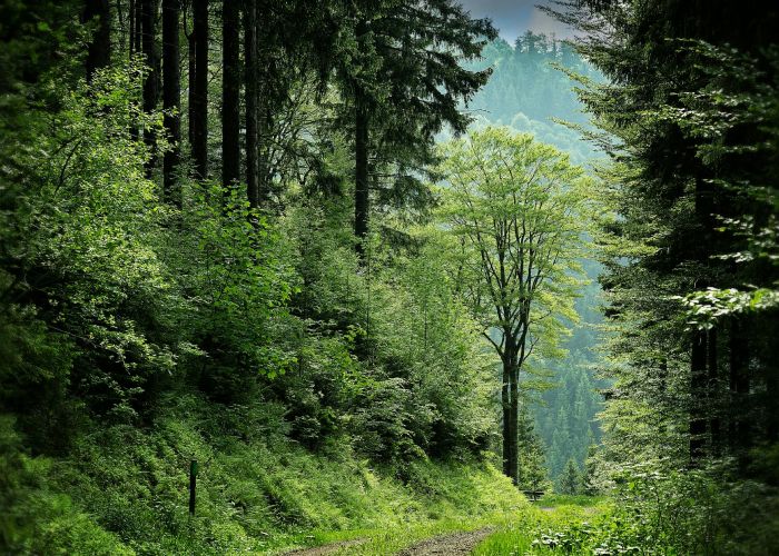 Los estratos de un bosque son niveles verticales que organizan la vegetación en un ecosistema. Cada estrato tiene características y funciones específicas que contribuyen a la diversidad biológica y a la dinámica del entorno.