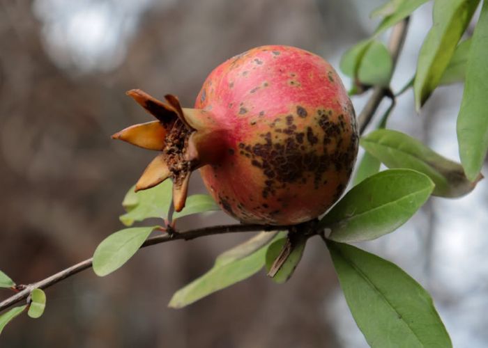 La poda y el mantenimiento de los árboles son fundamentales para su salud y crecimiento. Estas prácticas no solo mejoran su aspecto, sino que también optimizan su desarrollo y producción, especialmente en el caso de los árboles frutales.