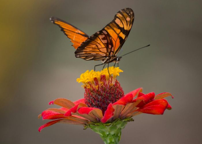 Las flores que atraen polinizadores son esenciales para el mantenimiento de la biodiversidad y la salud de los ecosistemas.