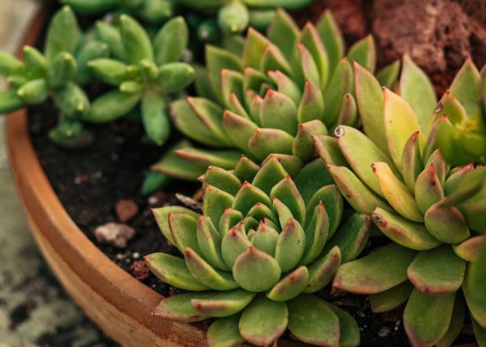 La propagación de cactus y suculentas es una actividad accesible y gratificante. Existen varios métodos sencillos que permiten obtener nuevas plantas a partir de ejemplares ya existentes.