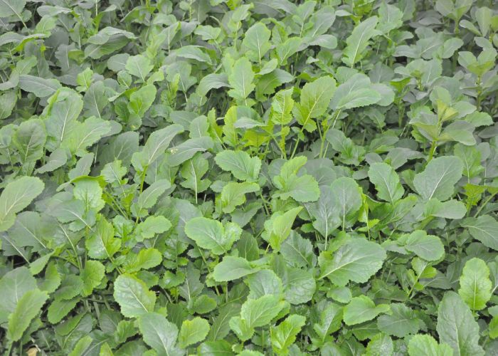 El abono verde es una práctica agrícola que consiste en cultivar plantas con el objetivo de mejorar la salud del suelo. Su uso se ha vuelto esencial en la agricultura sostenible debido a sus múltiples beneficios, tanto para los cultivos como para el medio ambiente.