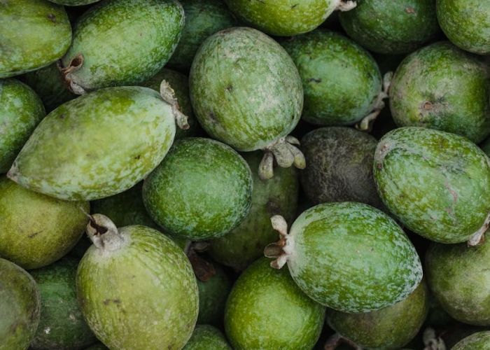 La Acca sellowiana, conocida comúnmente como feijoa, es un arbusto que se destaca por sus frutos comestibles y su atractivo ornamental.