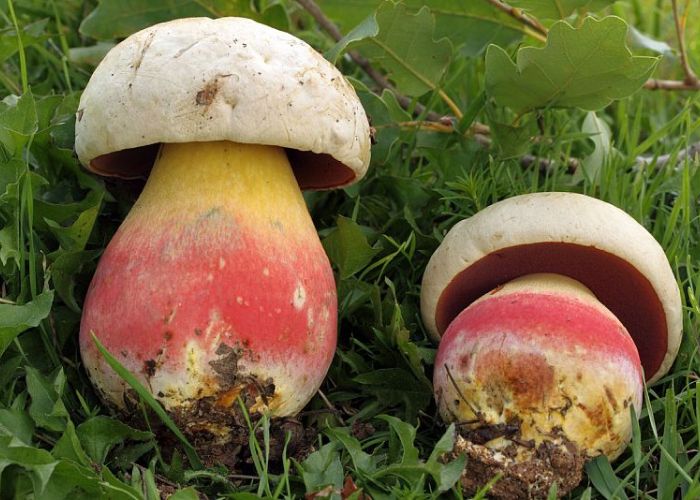El Boletus satanas es un hongo que se distingue por su gran tamaño y su toxicidad. Su morfología, que incluye un sombrero de colores variados y un tallo rechoncho, lo convierte en una especie notable en el mundo de los hongos.