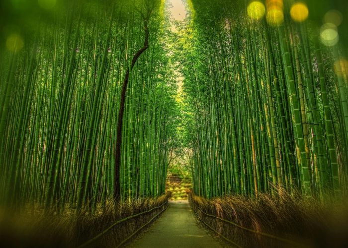 El Bosque de Bambú de Arashiyama y Sagano, ubicado en Kioto, es conocido por sus altos troncos de bambú moso, que crean una atmósfera única y serena.