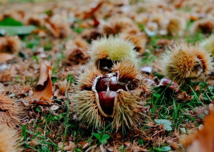Castanea sativa: El castaño, tradición y alimento en España