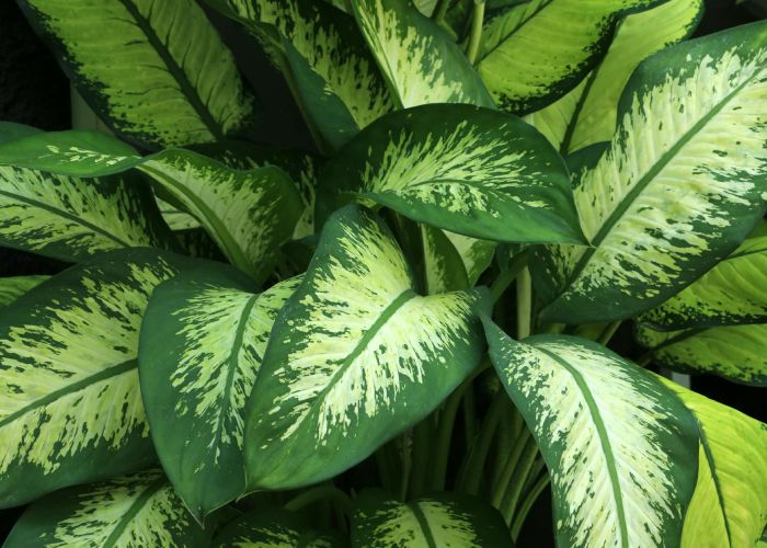 La Dieffenbachia es una planta tropical valorada por su follaje atractivo y su fácil cultivo en interiores. Ella no solo embellece los espacios, sino que también tiene propiedades para mejorar la calidad del aire.