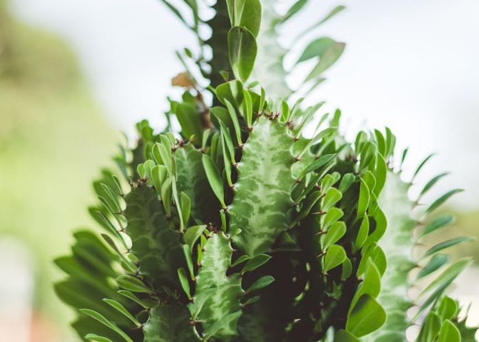 Las Euphorbias han sido apreciadas tanto por su estética ornamental como por sus propiedades medicinales, siendo muy usadas a lo largo de la historia.