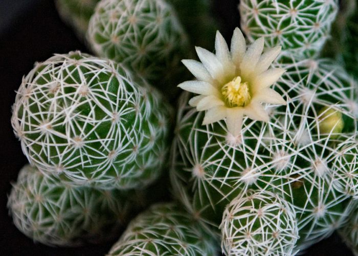 La Mammillaria es un extenso género de cactáceas que incluye más de 350 especies. Originarias principalmente de México, estas plantas son valoradas por su belleza y facilidad de cultivo
