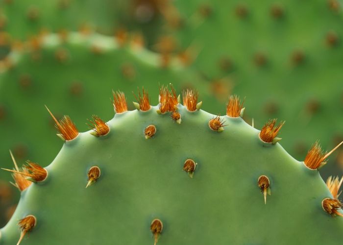 Opuntia es un género de cactáceas originario de América. Se conoce comúnmente como nopal y destaca por su diversidad y utilidad en la gastronomía, la medicina y la cultura.