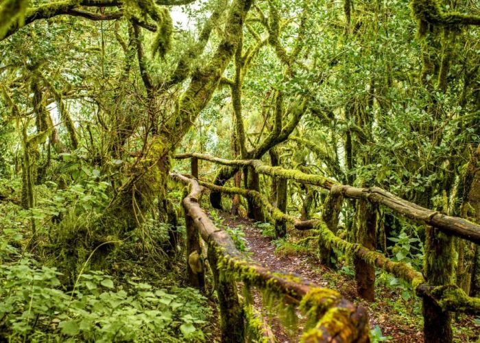 Este parque alberga un ecosistema único, donde destacan sus impresionantes bosques de laurisilva. Su biodiversidad y riqueza natural lo convierten en un lugar importante para la conservación y el ecoturismo.