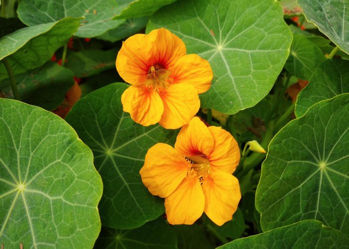 Planta que destaca por sus hojas y flores comestibles de colores vibrantes, que aportan belleza a jardines y espacios exteriores. Esta planta es fácil de cultivar y tiene diversos usos culinarios y medicinales.