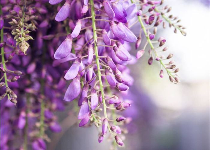 Wisteria glicinia: Todo sobre su cultivo