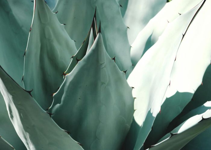 El agave es una planta suculenta originaria de las regiones áridas de México y el sur de los Estados Unidos. Se caracteriza por sus grandes rosetas de hojas carnosas y su resistencia a condiciones extremas.