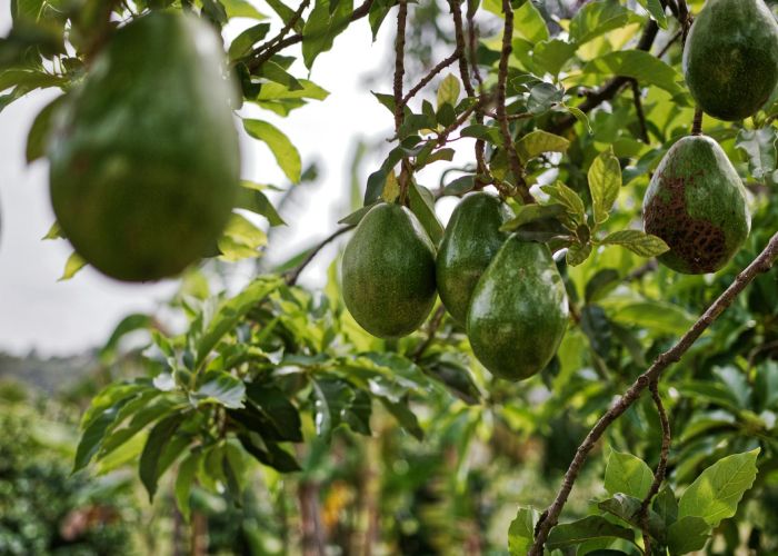 El aguacate se ha convertido en un alimento muy popular por sus beneficios nutricionales y su versatilidad en la cocina. Su cultivo, que tiene una larga historia, se ha expandido a diversas regiones gracias a la creciente demanda.