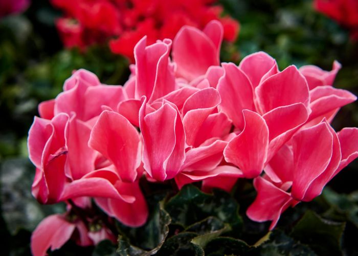 El Cyclamen, es valorado por su belleza y facilidad de cultivo, así como por sus llamativas flores que florecen en invierno.