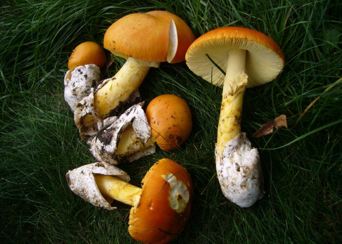 La Amanita caesarea, conocida como oronja, es un hongo muy apreciado en la gastronomía. Destaca por su sabor delicado y su apariencia atractiva, siendo un ingrediente popular en diversas recetas.