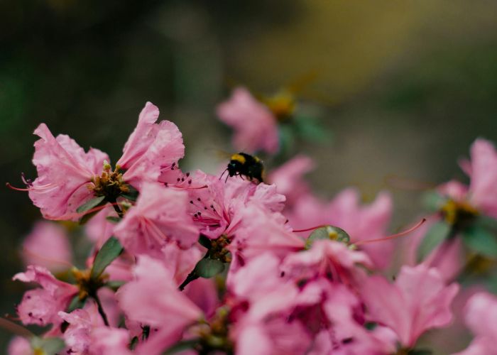Las azaleas son plantas ornamentales que destacan por su diversidad y belleza, ofreciendo una amplia gama de colores y formas. Su cultivo y cuidado requieren consideraciones específicas que varían según la especie.