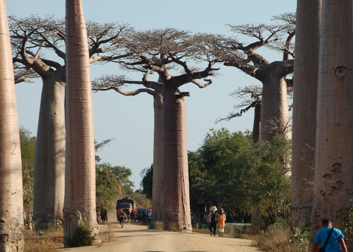 La Avenida de los Baobabs es uno de los paisajes más emblemáticos de Madagascar. Este lugar destaca por su concentración de baobabs, especialmente la especie Adansonia grandidieri, que son verdaderos gigantes naturales.