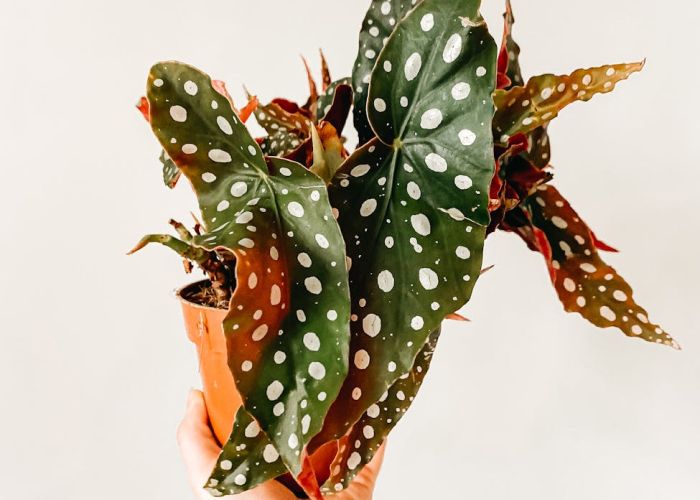 La Begonia maculata es una planta de interior originaria de Sudamérica. Su distintivo follaje con manchas blancas la convierte en una opción popular para la decoración del hogar.
