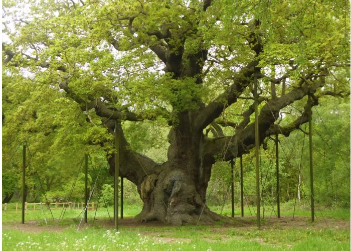 Bosque de Sherwood: Historia y Leyendas de Robin Hood