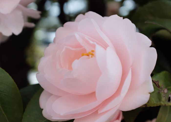 La Camellia es un género botánico que incluye diversas especies de arbustos y árboles. Es conocida por sus grandes flores y su importancia en jardines de todo el mundo, así como su vinculación con la cultura gallega.