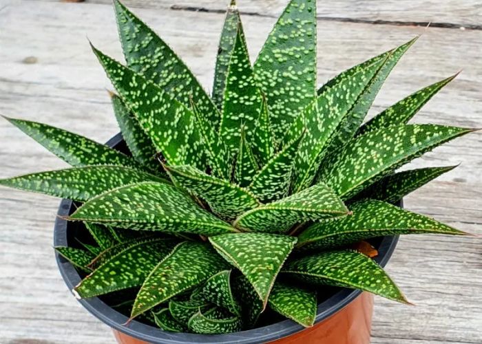 Gasteraloe, la Suculenta Ideal: Cuidados Fáciles y Usos en Decoración