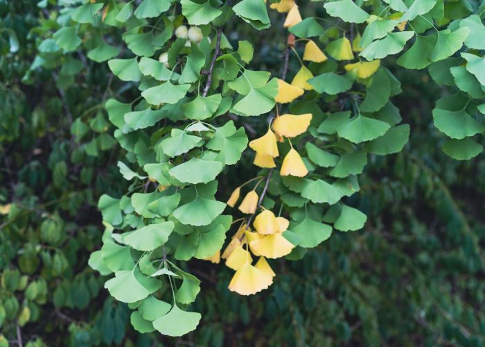 El Ginkgo biloba es un árbol antiguo que ha resistido la prueba del tiempo. Su historia se remonta a más de 290 millones de años, siendo una de las especies de árboles más antiguas que existen.