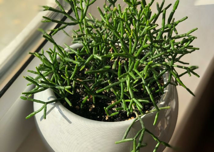 Rhipsalis es un género de cactus epífito que incluye varias especies conocidas como cactus muérdago. Se caracteriza por su crecimiento sobre otras plantas y su adaptación a ambientes tropicales y subtropicales.