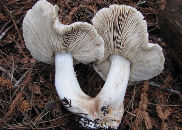 El Tricholoma pardinum es un hongo de la familia Tricholomataceae, conocido por su toxicidad. Su identificación es crucial, ya que puede confundirse con especies comestibles, lo que representa un riesgo para los recolectores.